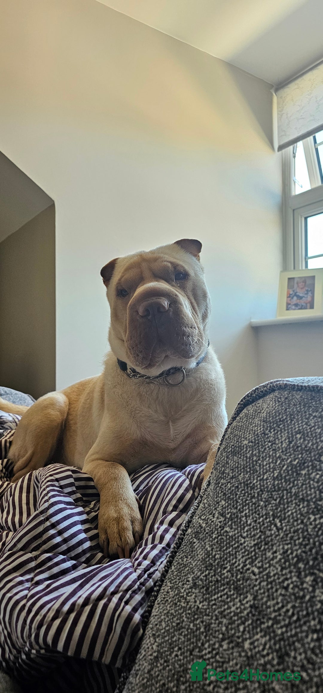 Shar Pei dogs for stud: Shar pei for stud  - Advert 2