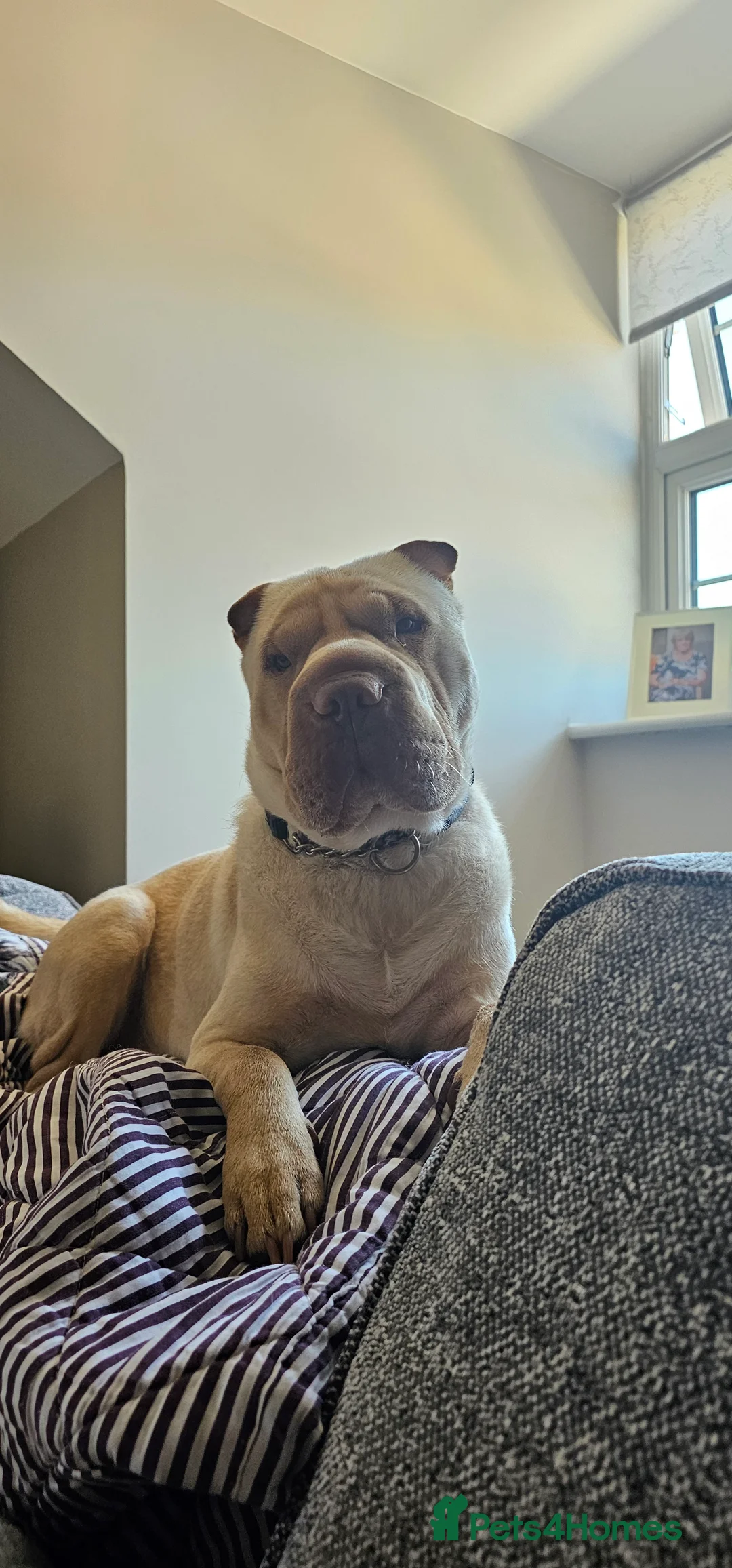 Shar Pei dogs for stud: Shar pei for stud  - Advert 2