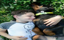 Dobermann dogs for sale: 6 month old stunning male  - Image 4