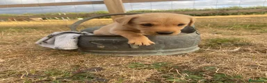 Labrador Retriever 2