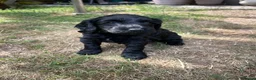 Cockapoo dogs for sale: Beautiful Litter of F1B Cockapoos🐶 - Advert 18