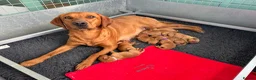 Labrador Retriever dogs for sale: KC, fully health tested fox red Labrador pups  - Advert 1