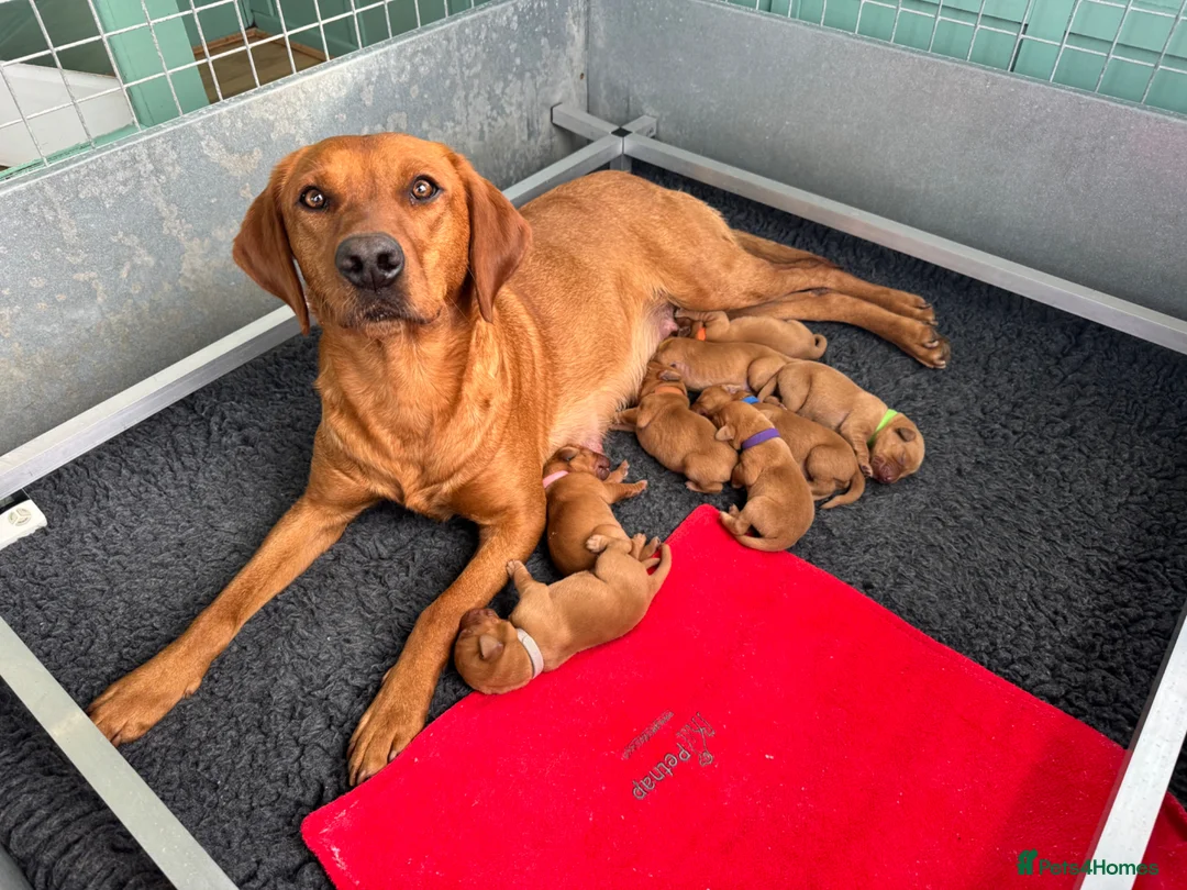 Labrador Retriever dogs for sale: KC, fully health tested fox red Labrador pups  - Advert 1