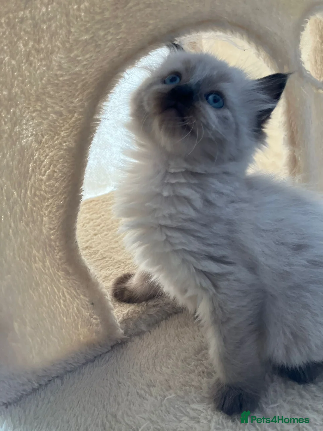 Ragdoll cats for sale: Ragdoll kitten for sale 1 boy left  - Advert 2