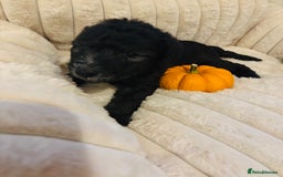 Mixed Breed dogs for sale: Bedlington Whippet - Image 6