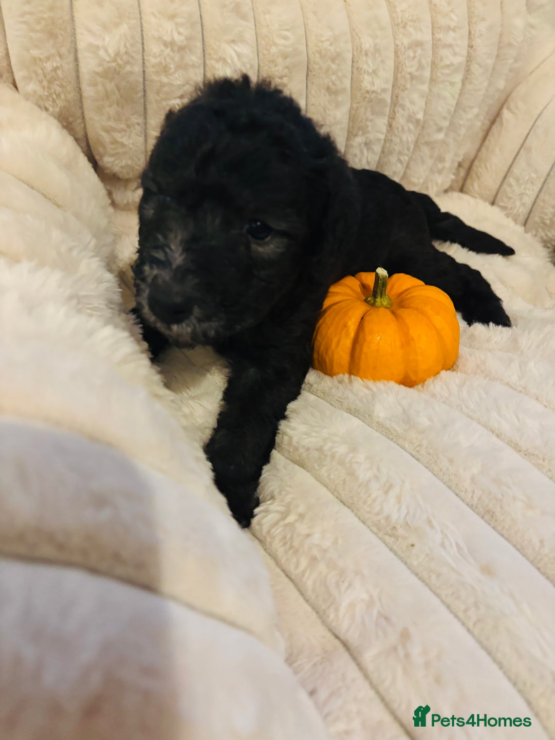 Mixed Breed dogs for sale: Bedlington Whippet - Image 6