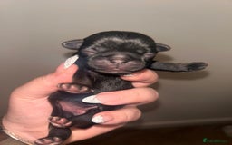 Pug dogs for sale: Adorable Pug Puppy looking for her new home - Image 3