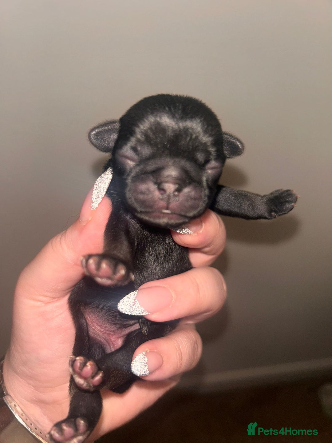 Pug dogs for sale: Adorable Pug Puppy looking for her new home - Image 3