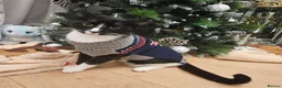 Domestic Shorthair cats for sale: Bonded pair of cats. Male and female in Newport - Advert 2