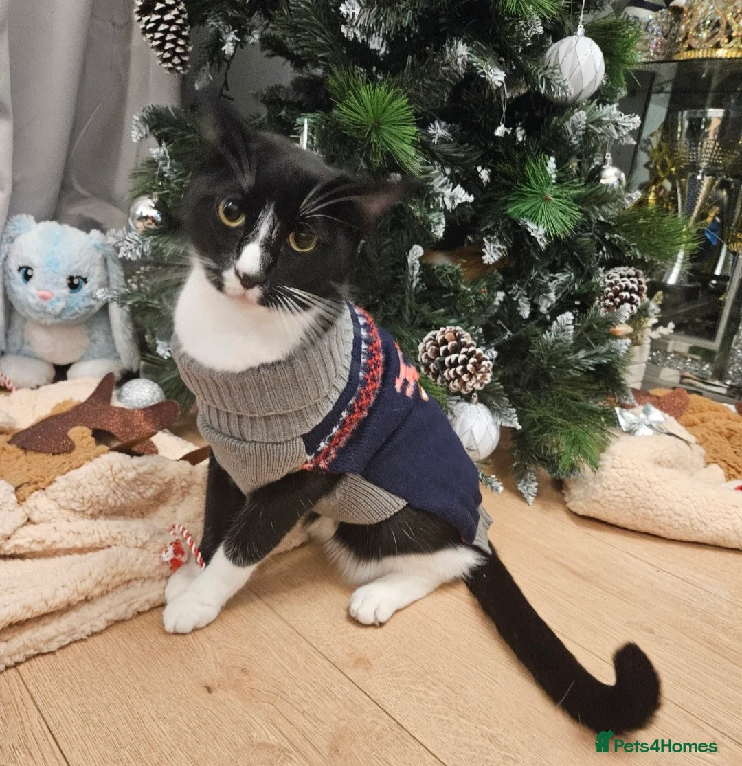 Domestic Shorthair cats for sale: Bonded pair of cats. Male and female in Newport - Advert 2