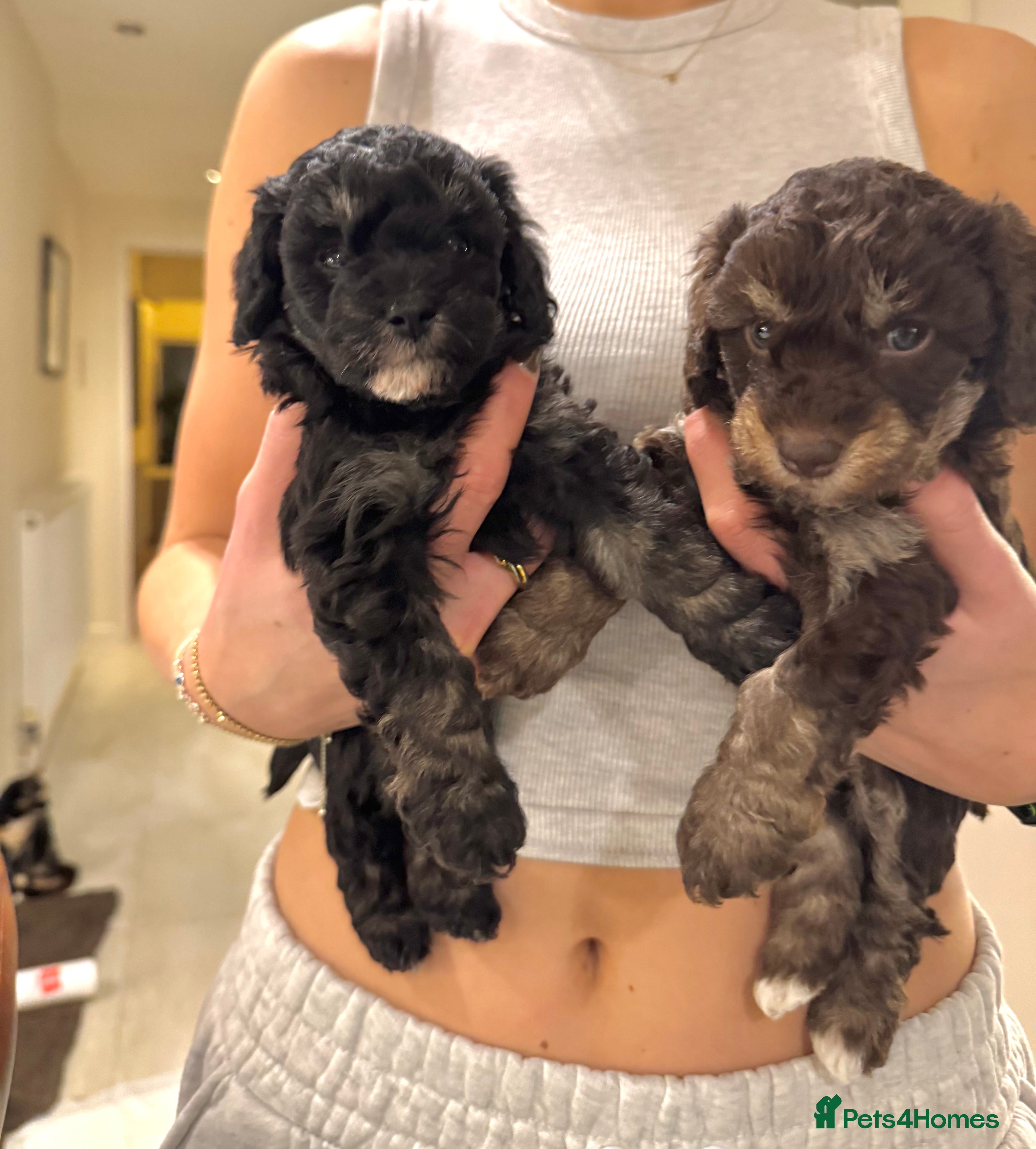 Maltipoo dogs Adorable Maltipoo girls ready to leave 22nd of Feb - Advert 13