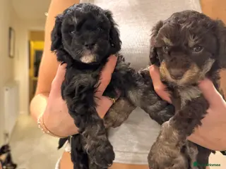 Maltipoo dogs Adorable Maltipoo girls ready to leave 22nd of Feb - Advert 13