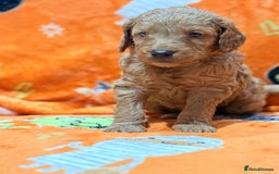 Mini Goldendoodle dogs for sale: 🐾🐾Mini golden doodles out of therapy asst momma - Image 4