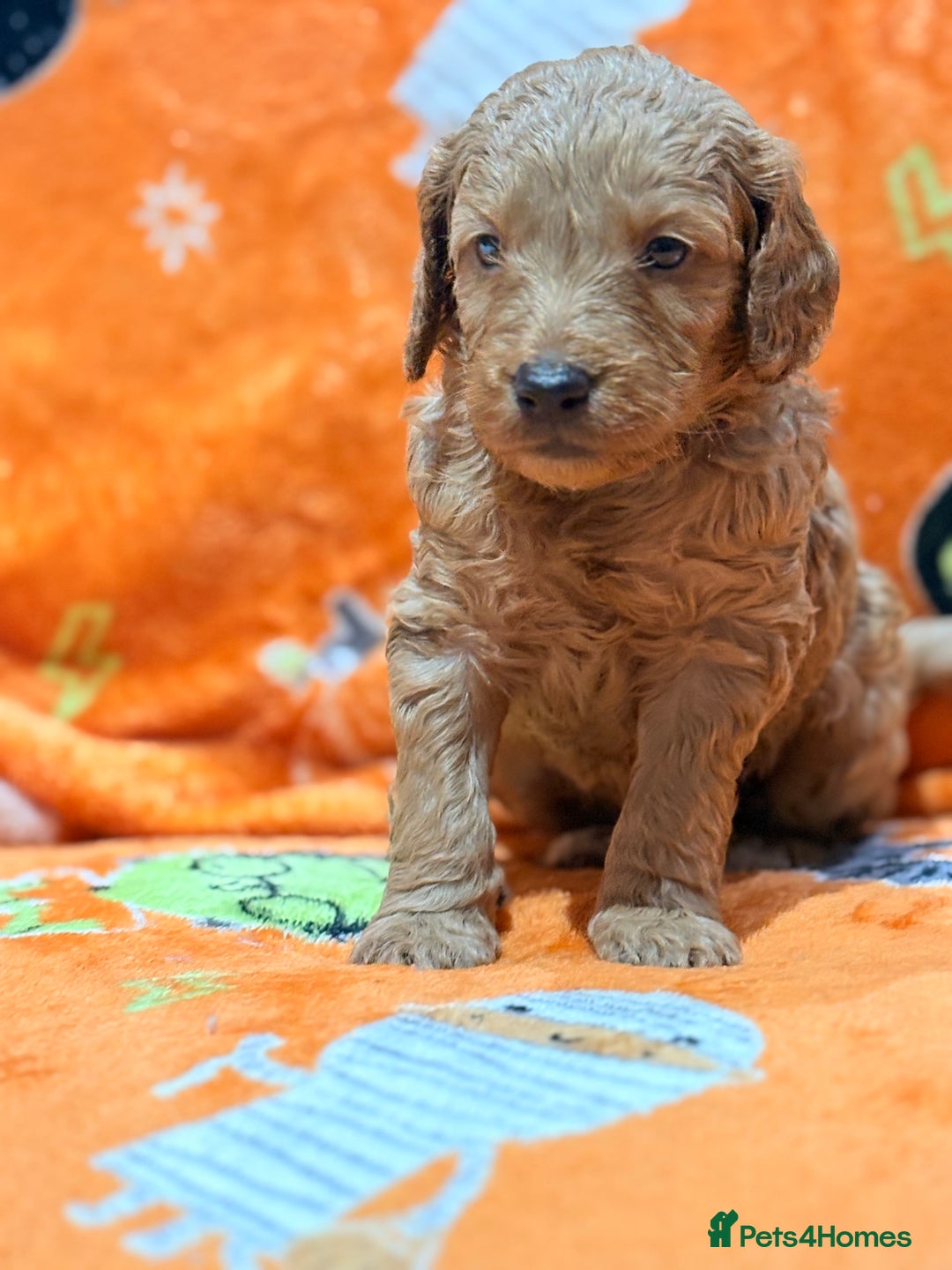 Mini Goldendoodle dogs for sale: 🐾🐾Mini golden doodles out of therapy asst momma - Image 4