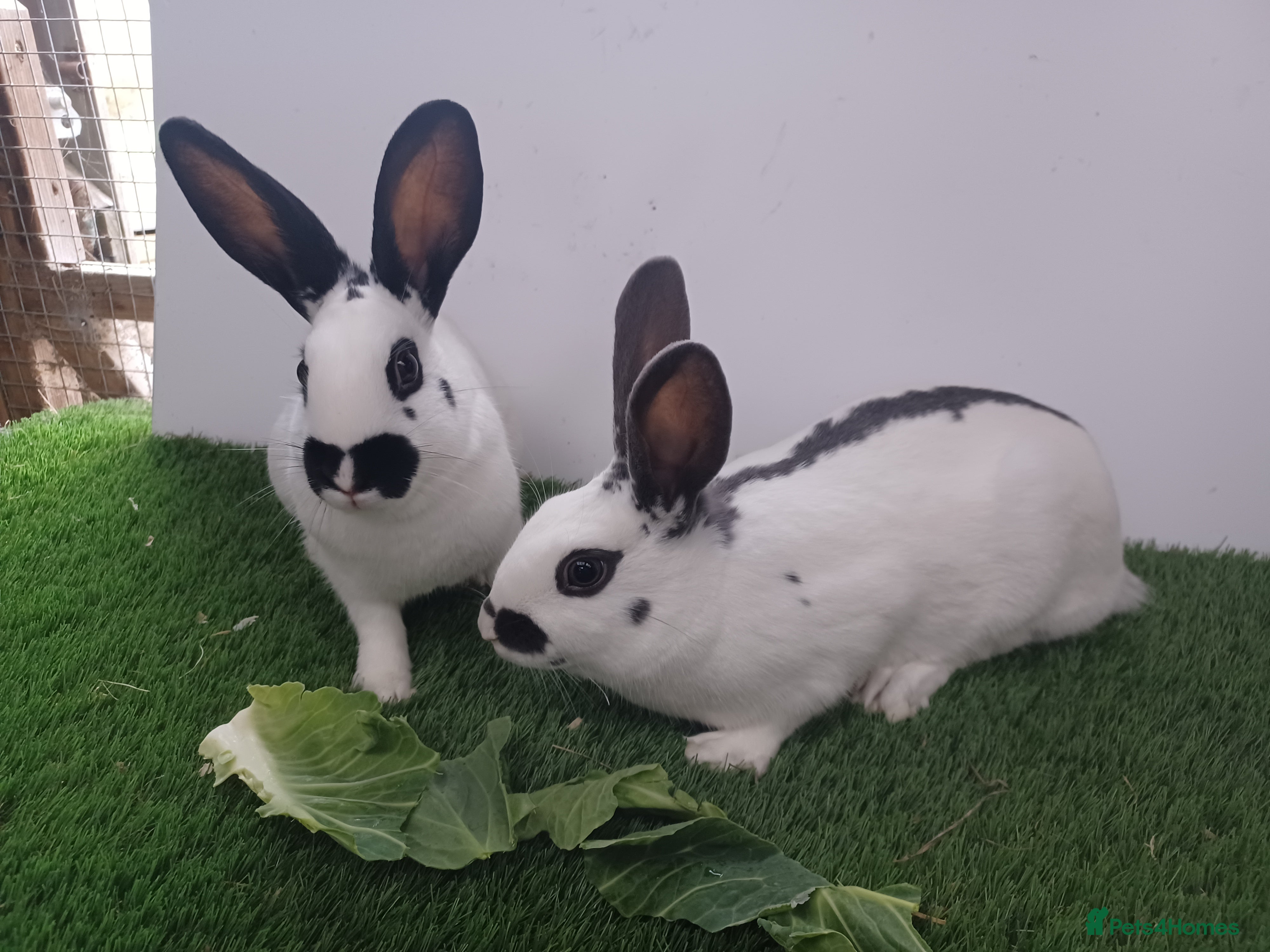 English rabbits Fully vaccinated pure English rabbits - ready now! - Advert 14
