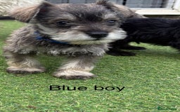 Schnoodle dogs for sale: Stunning litter of Schnoodle pups - Image 4