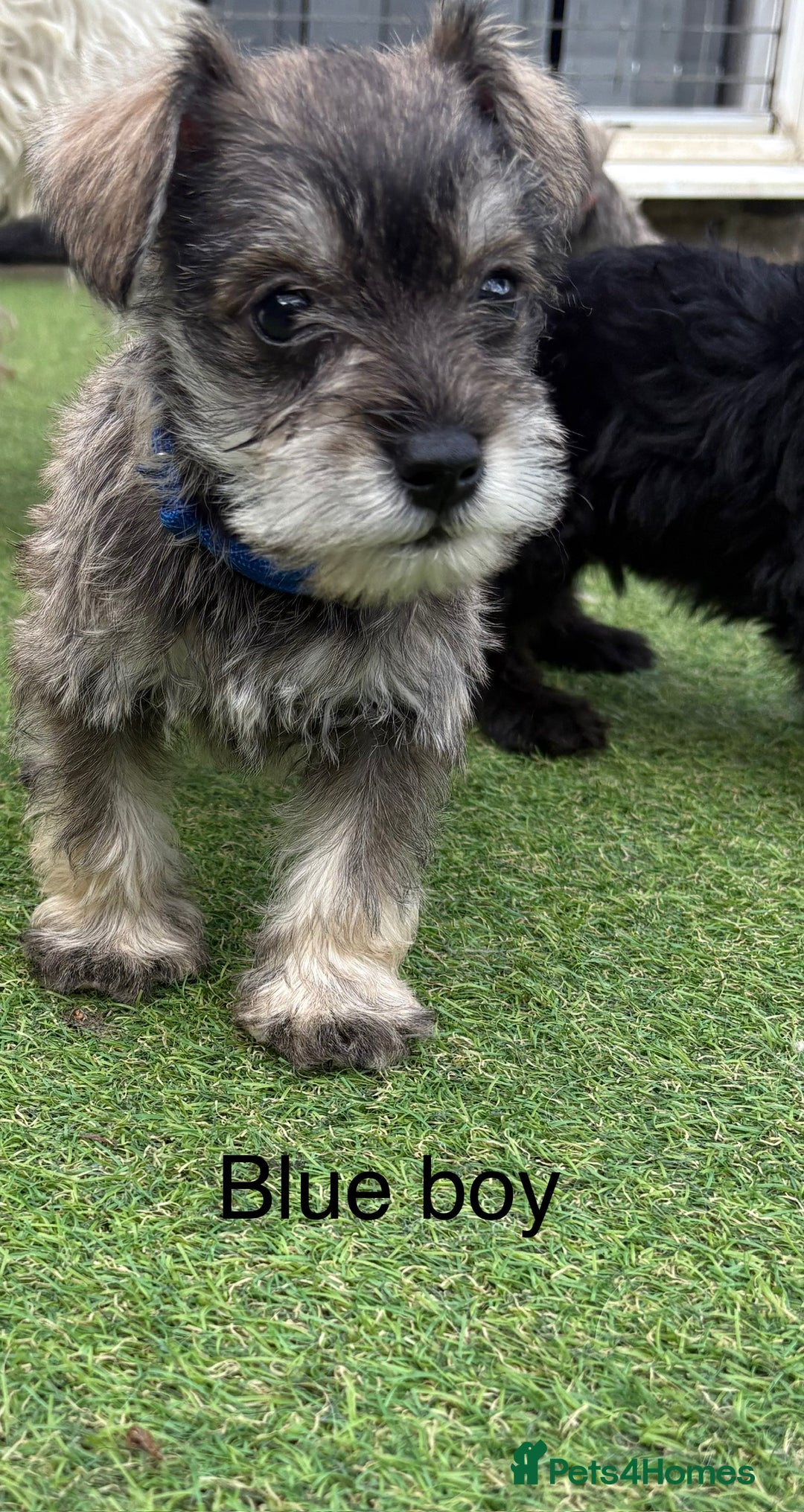 Schnoodle dogs for sale: Stunning litter of Schnoodle pups - Image 4