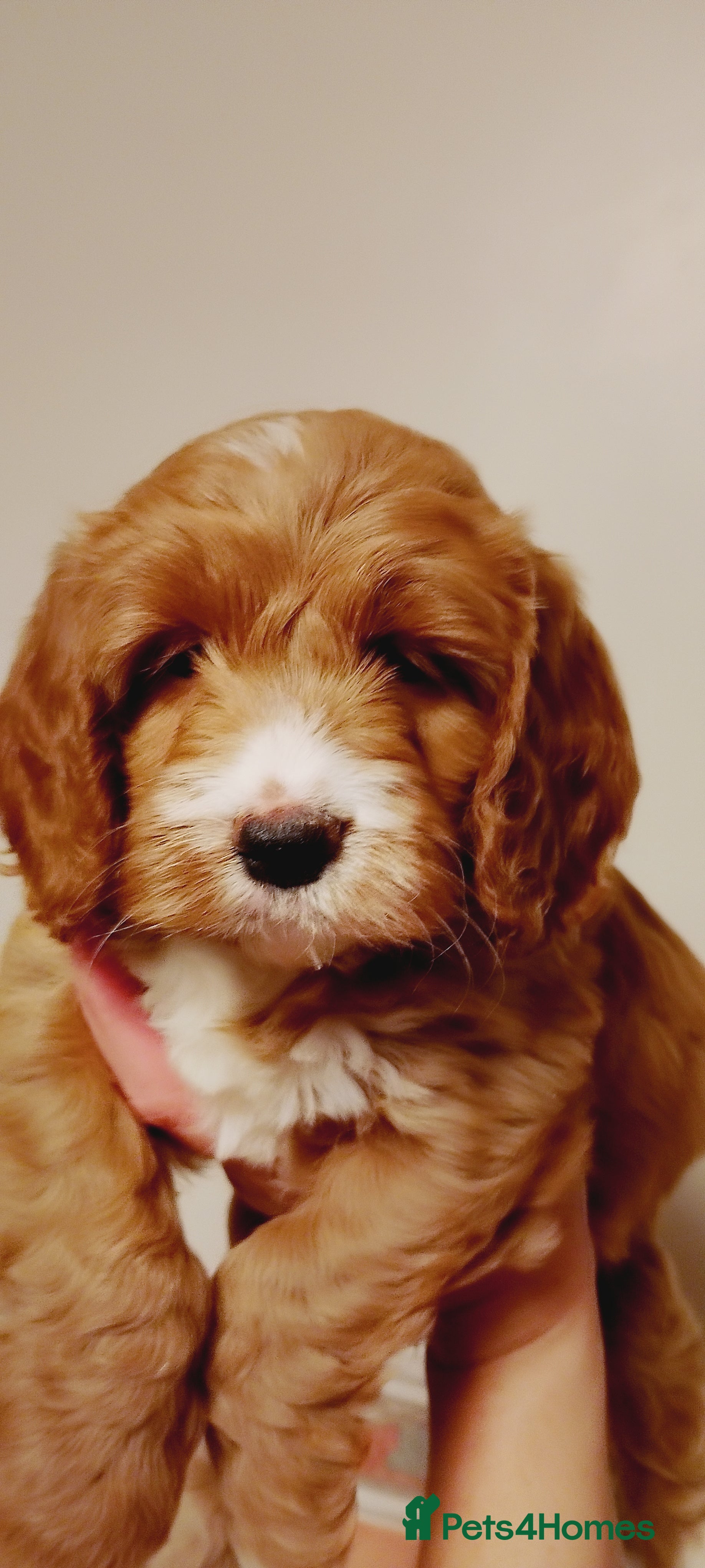 Cockapoo dogs for sale: 1 Cockapoo available * READY TO LEAVE * - Advert 3