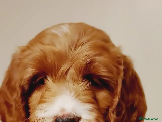 Cockapoo dogs for sale: 1 Cockapoo available * READY TO LEAVE * - Advert 22