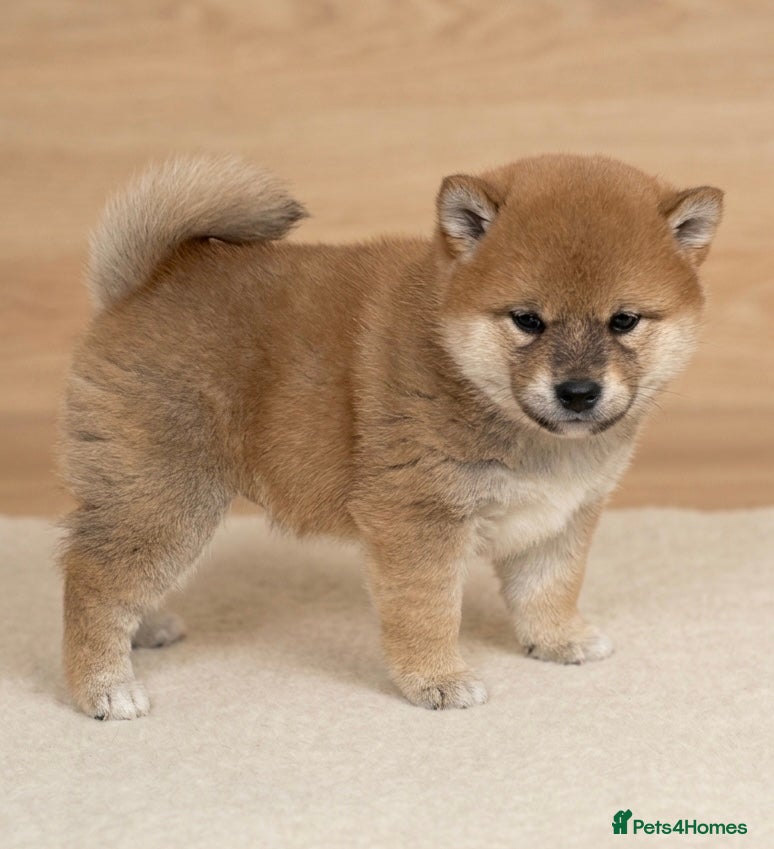 Japanese Shiba Inu dogs Health tested Shiba puppies - Advert 1