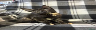 Black Calico Female 3