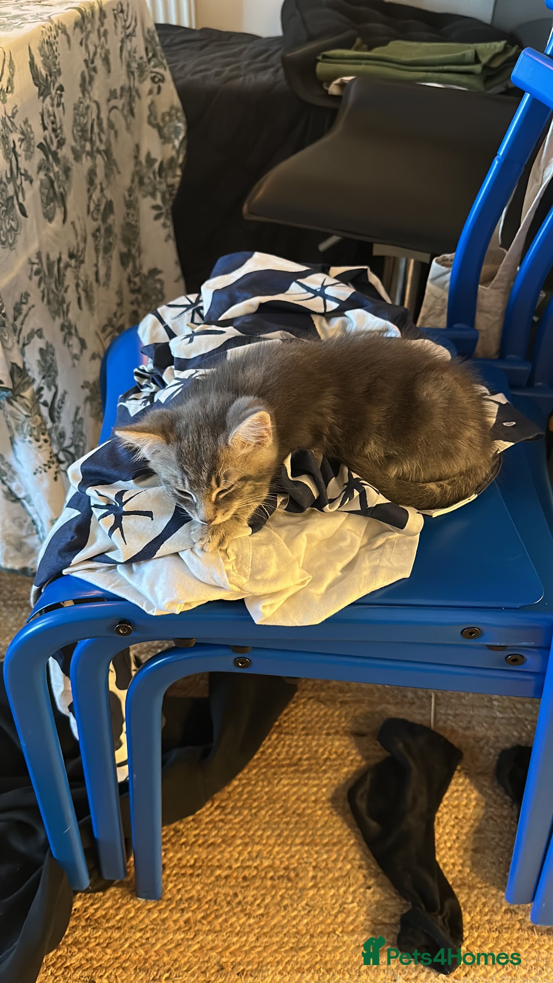 Mixed Breed cats for sale: Beautiful Half Maincoon/NorwegianFC X Russian Blue - Image 6