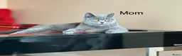 British Shorthair cats for sale: BRITISH SHORTHAIR BOY READY FOR FOREVER HOME - Advert 2