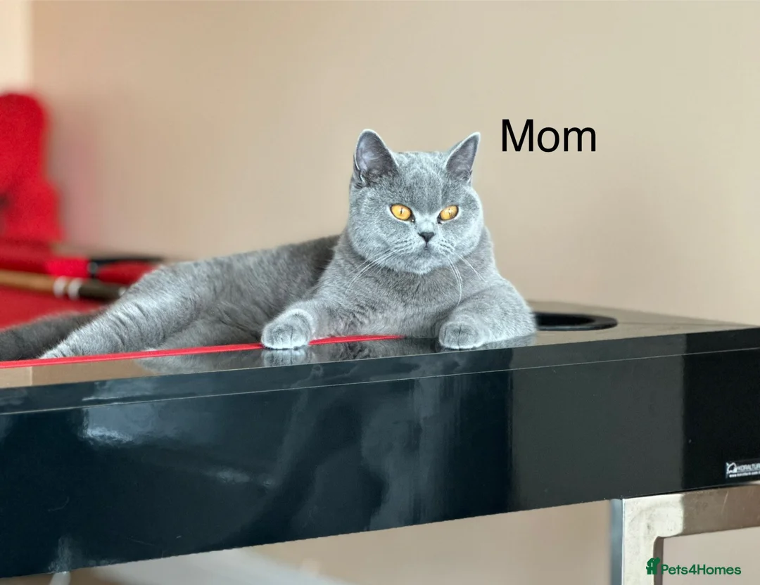 British Shorthair cats for sale: BRITISH SHORTHAIR BOY READY FOR FOREVER HOME - Advert 2