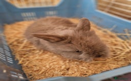 Lionhead rabbits for sale: Baby lionhead rabbits  - Image 3