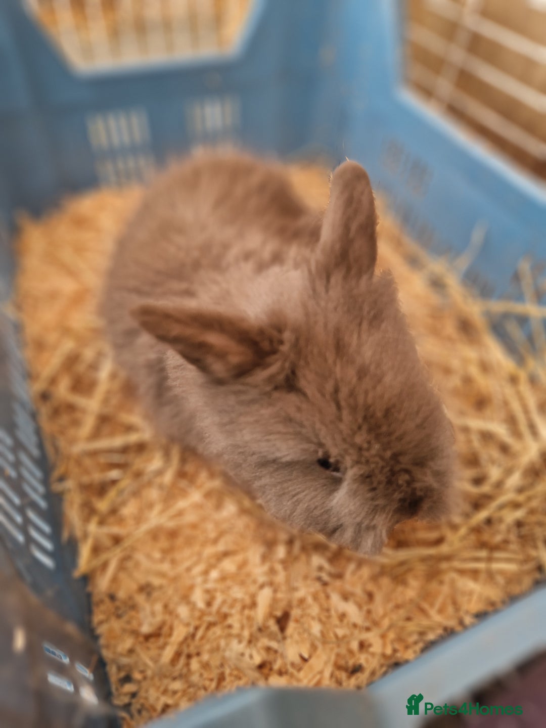 Lionhead rabbits for sale: Baby lionhead rabbits  - Image 3