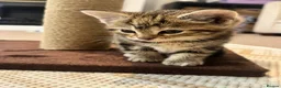 Bengal cats for sale: 4 month old F kitten  - Advert 2
