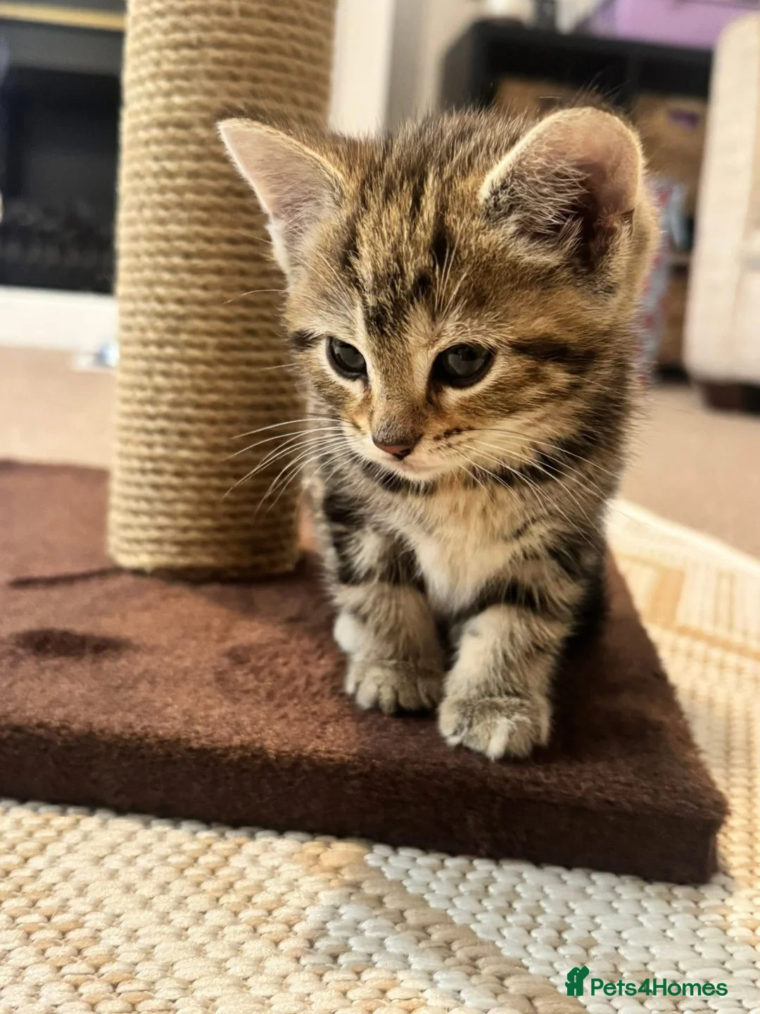 Bengal cats for sale: 4 month old F kitten  - Advert 2
