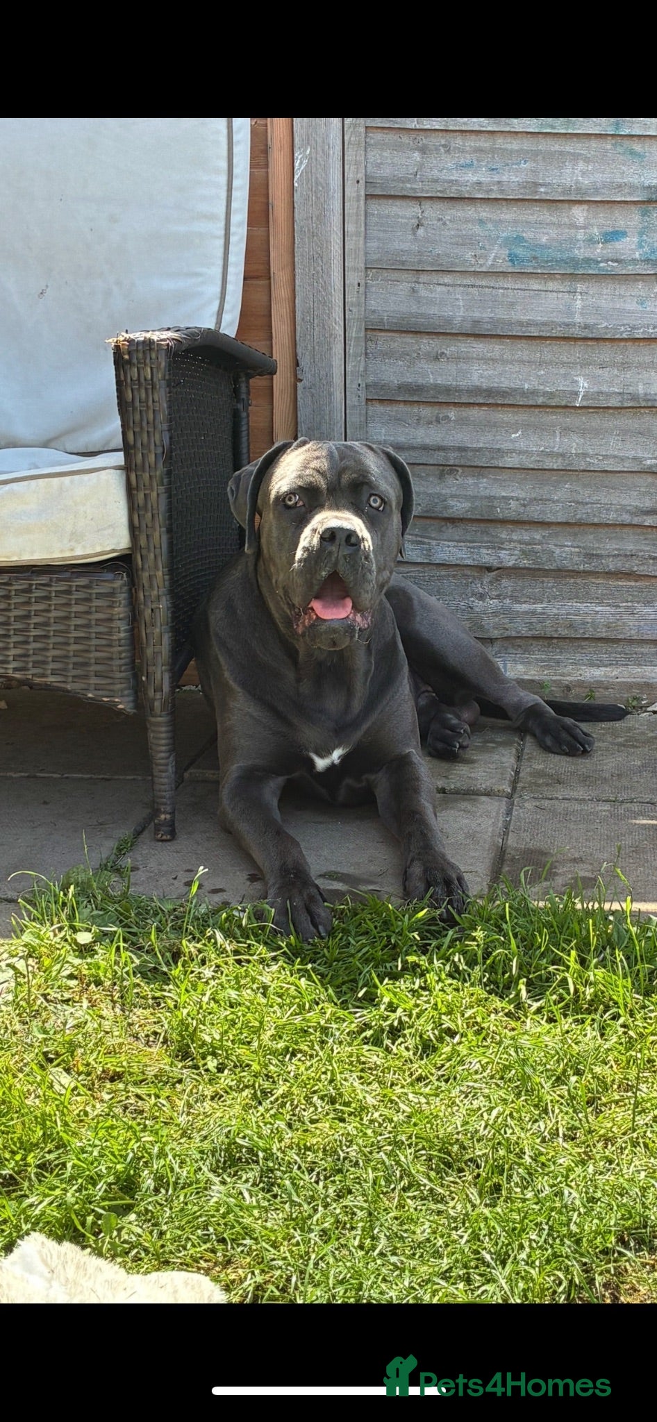 Cane Corso dogs Cane corso puppies - Advert 17