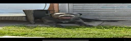 Cane Corso dogs for sale: Cane corso puppies in Evesham - Advert 16