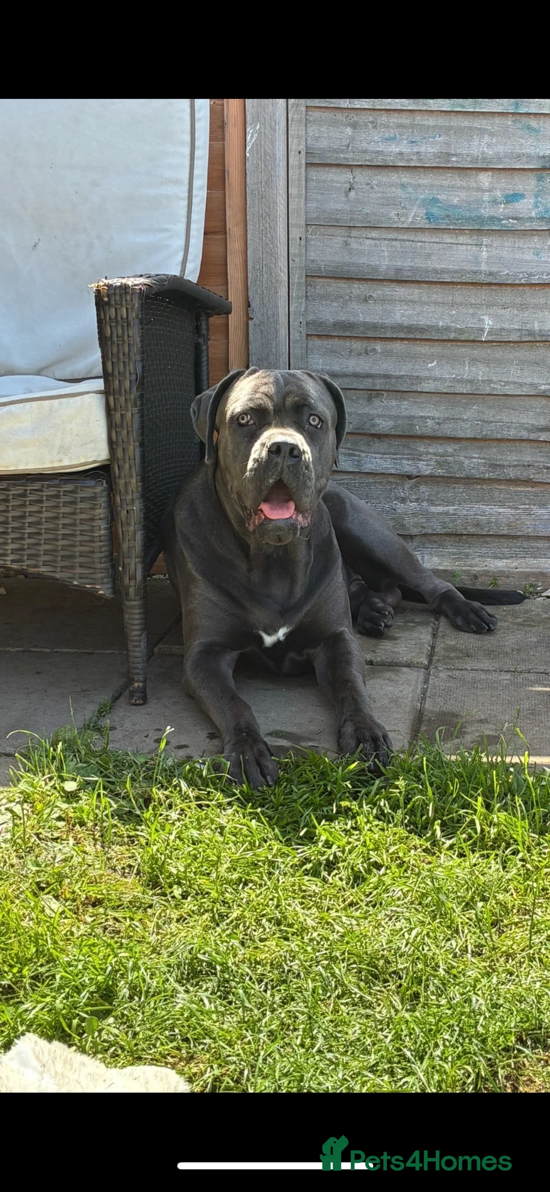 Cane Corso dogs for sale: Cane corso puppies - Advert 1