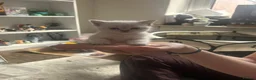 Mixed Breed cats for sale: Ragdoll x kittens for sale  - Advert 6