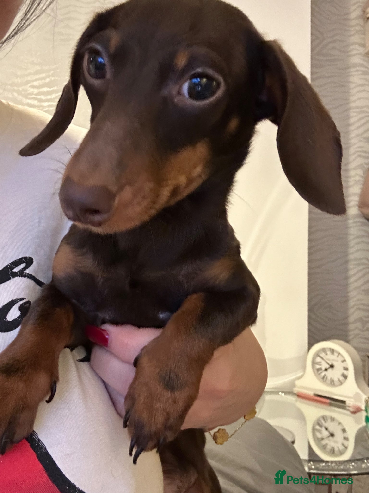 Miniature Dachshund dogs This is Arlo  - Advert 2