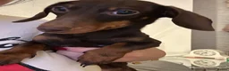 Miniature Dachshund dogs for sale: This is Arlo  - Advert 1
