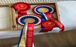 Rottweiler dogs for stud: Champion Rottweiler for Stud - Image 3