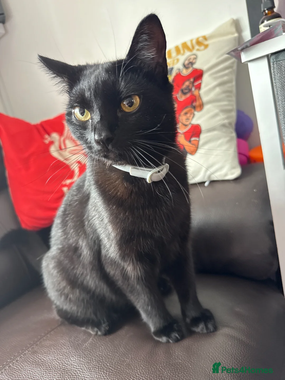 Mixed Breed cats for sale: Black cat  - Advert 1