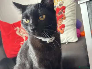 Mixed Breed cats Black cat - Advert 6