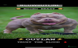 American Bully dogs for sale: 🦍🩸cowboy🤠- micro bully’s for sale  - Image 19