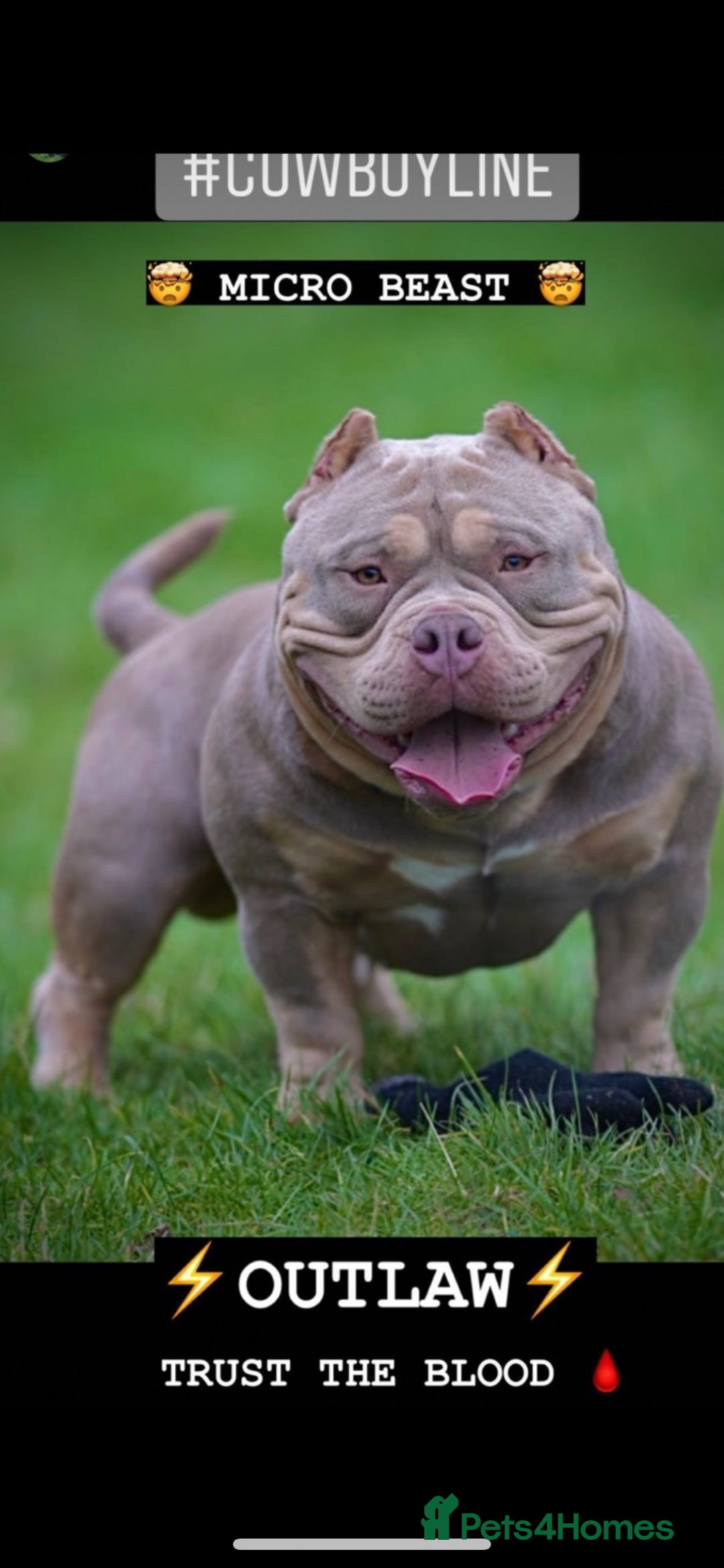 American Bully dogs for sale: 🦍🩸cowboy🤠- micro bully’s for sale  - Image 19