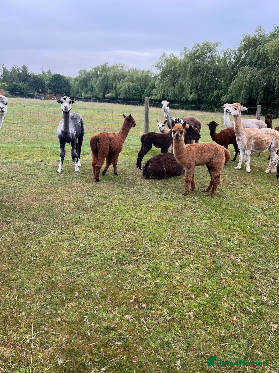 Alpaca livestock for sale: Quality BAS registered Alpaca babiez - Advert 1