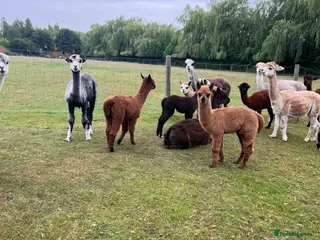 Alpaca livestock Quality BAS registered Alpaca babiez - Advert 1