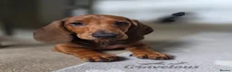 Dachshund dogs for sale: Beautiful KC Standard Dachshund Puppies - Advert 4