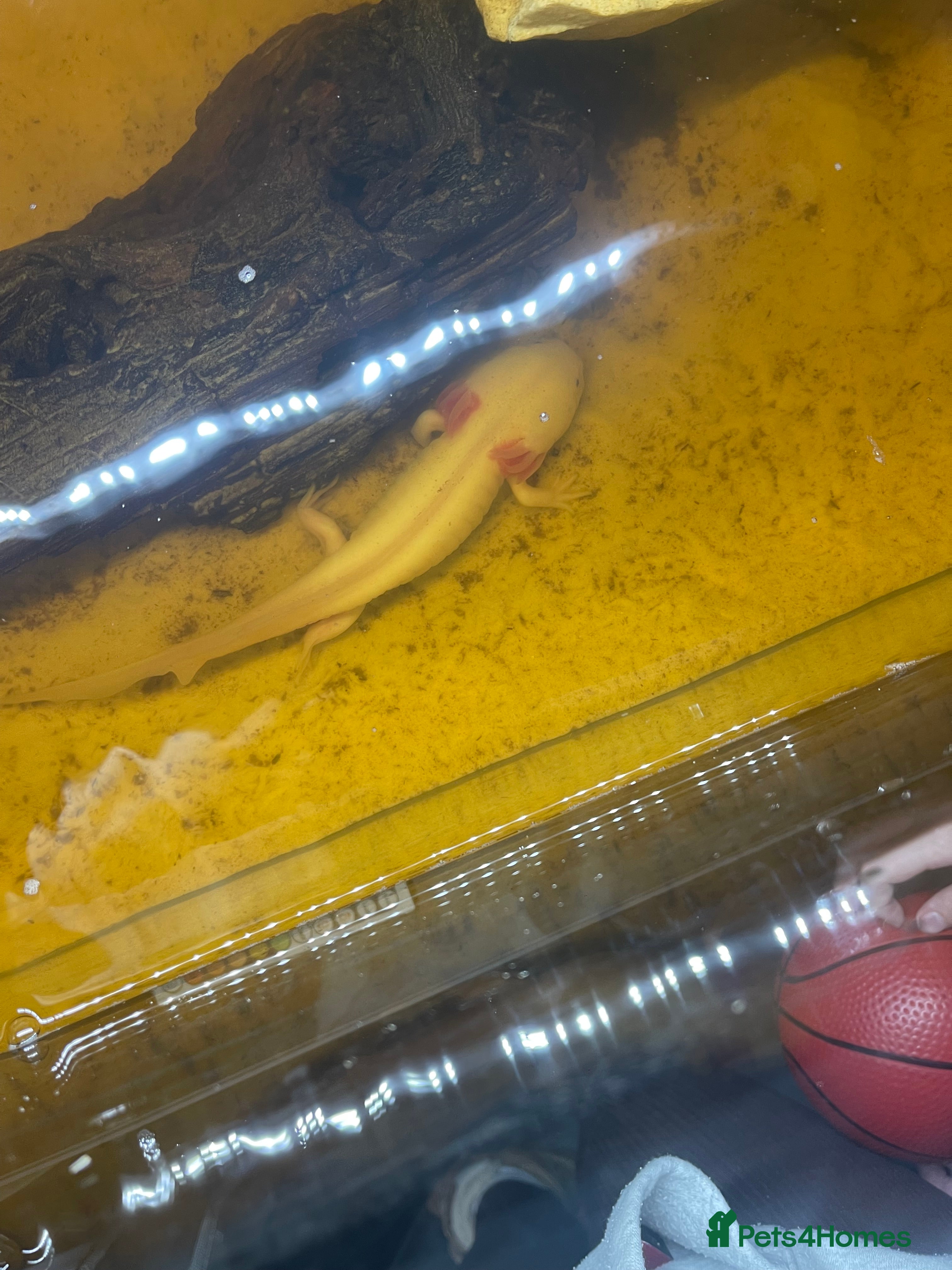 Other/Mixed Breed fish Axolotl  in Manchester - Advert 1