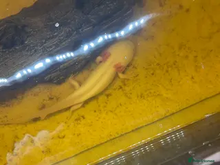 Other/Mixed Breed fish Axolotl in Manchester - Advert 1