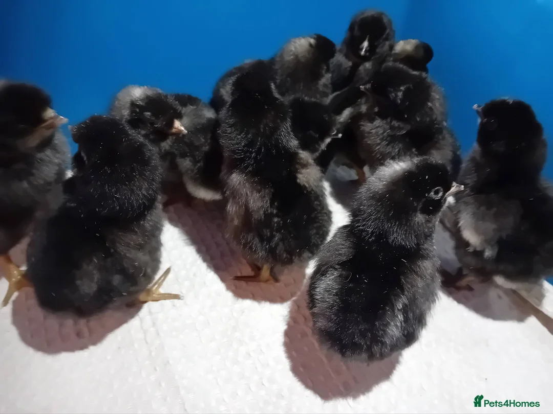 Chickens poultry for sale: Chicks looking for loving homes 🐥 - Advert 1