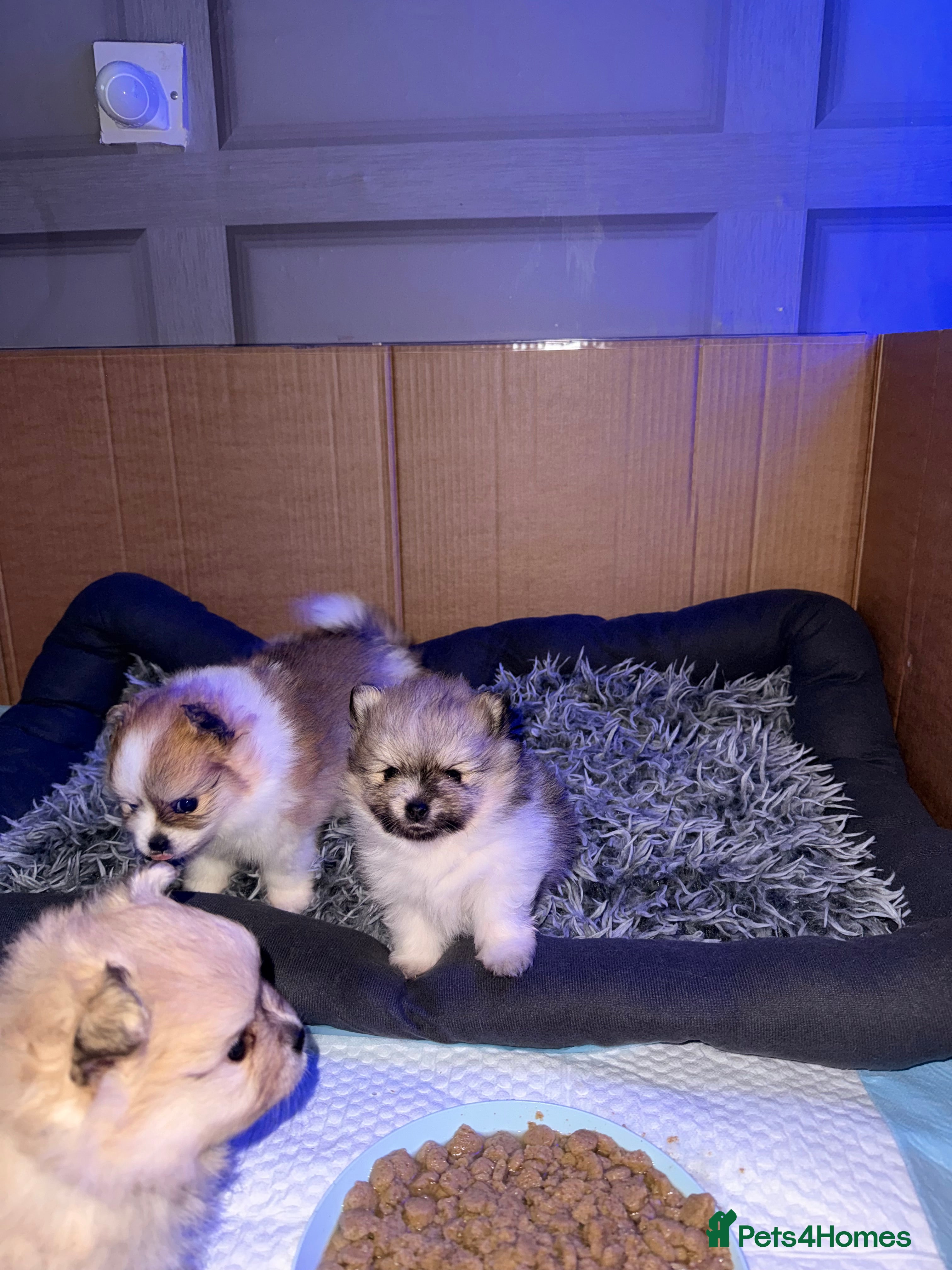 Pomchi dogs 3/4 Pom 1/4 chi Pomchi F1BB - Advert 20